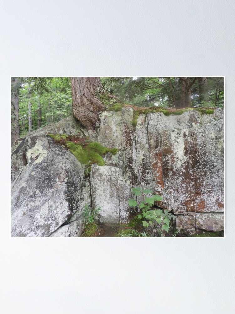 Adirondack Mountain Colors of Boulder, Trees and Moss  Poster for