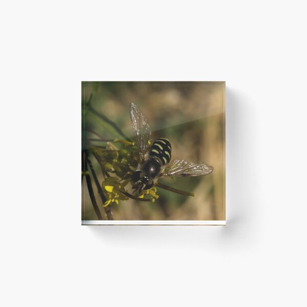 Item preview, Large-tailed Aphideater designed and sold by ptosis.