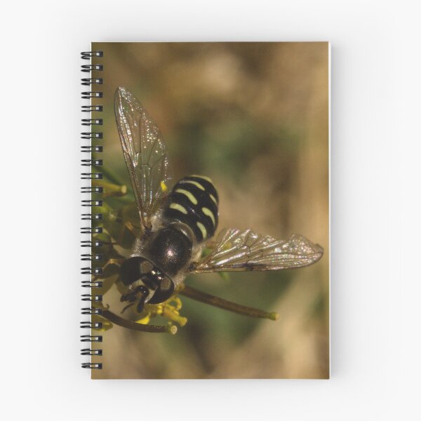 Item preview, Large-tailed Aphideater designed and sold by ptosis.