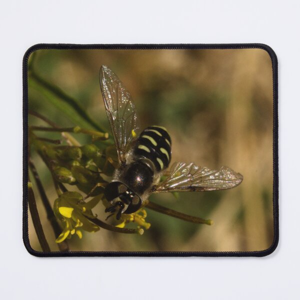 Item preview, Large-tailed Aphideater designed and sold by ptosis.
