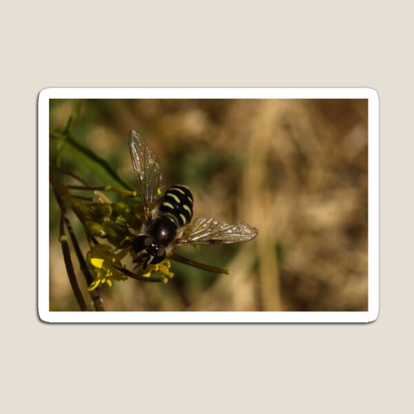 Item preview, Large-tailed Aphideater designed and sold by ptosis.