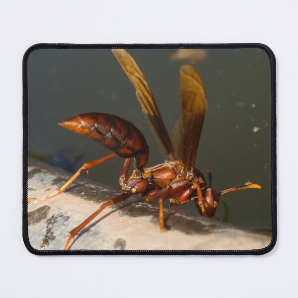 Item preview, Horse's Paper Wasp designed and sold by ptosis.