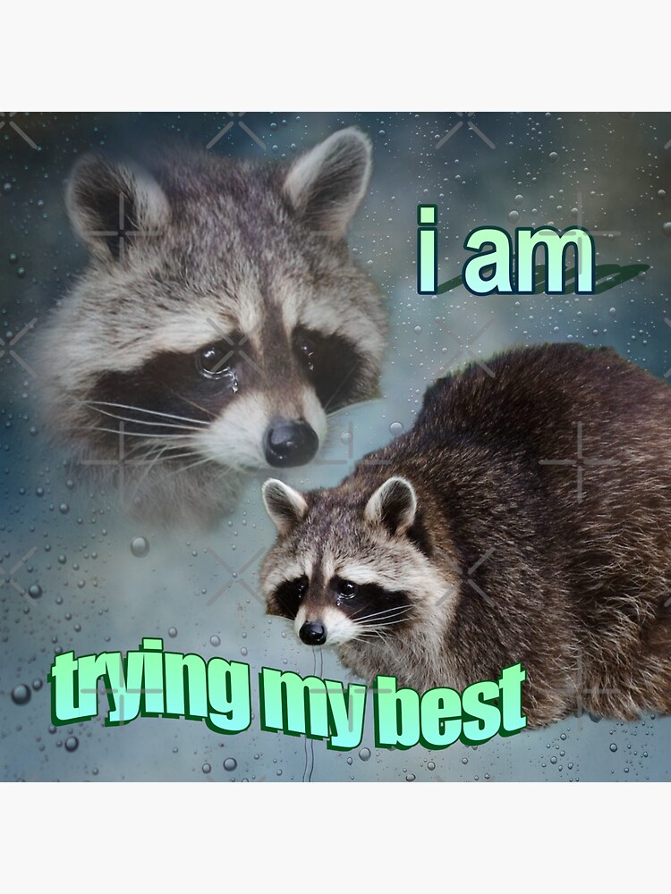 I Am Trying My Best Raccoon Word Art Meme Sticker For Sale By