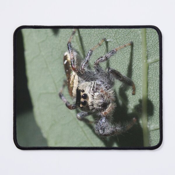Item preview, 538 Golden Jumping Spider On Leaf designed and sold by ptosis.