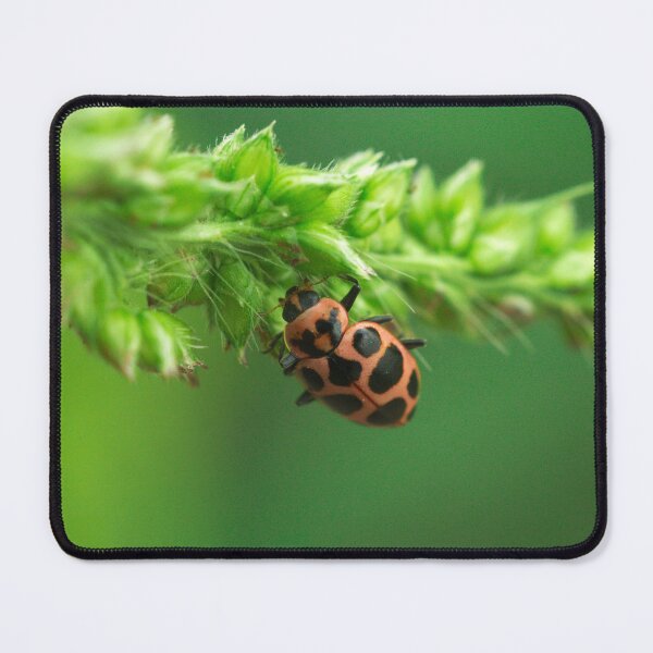 Item preview, 537 Spotted Lady Beetle designed and sold by ptosis.