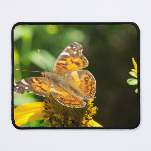 Item preview, 534 American Lady Butterfly designed and sold by ptosis.