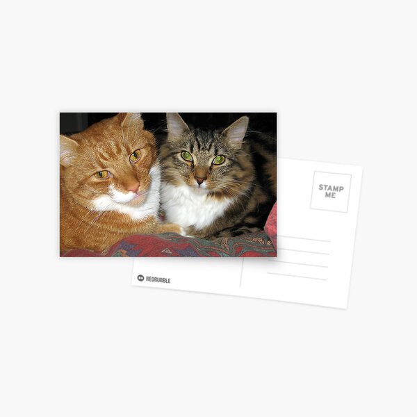 73 - MAO & MITCH CUDDLED TOGETHER (D.E. 2009) Postcard