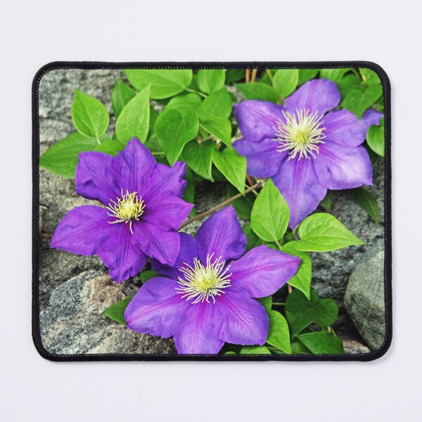 Item preview, Purple Clematis On The Rocks designed and sold by Deb Oppermann.