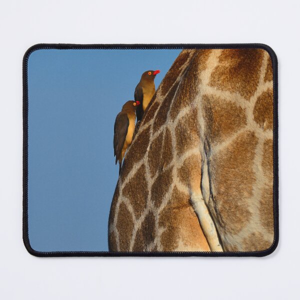 Item preview, Red-billed Oxpeckers on a Giraffe designed and sold by Pedro-Carrilho.