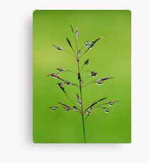 Fairyland Canvas Print