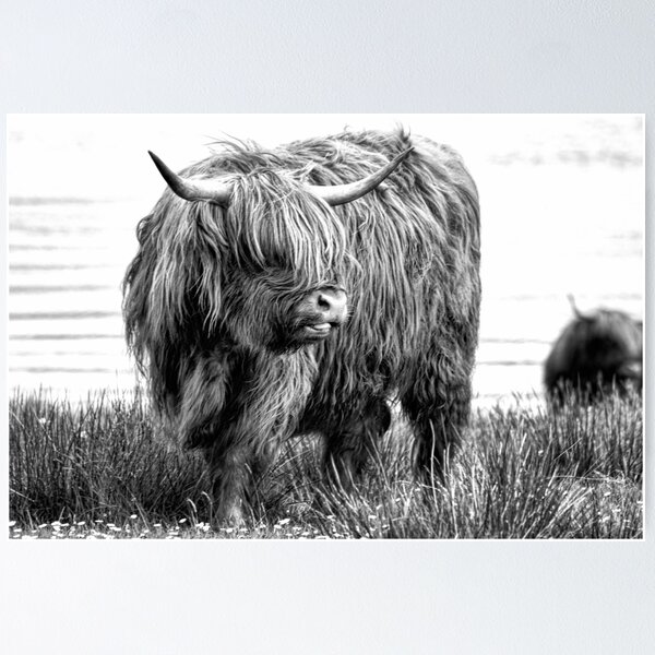 Item preview, Highland Cattle designed and sold by Margi.