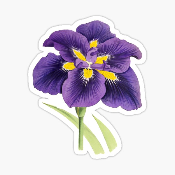 Artikel-Vorschau von Lila Irisblüte, designt und verkauft von Zipzadoo.