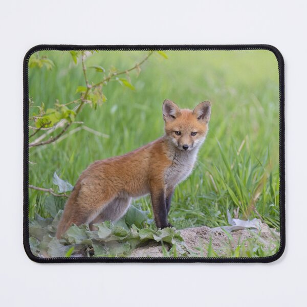 Item preview, Red fox kit designed and sold by James Cumming.