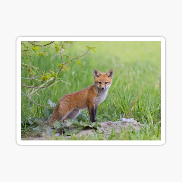 Item preview, Red fox kit designed and sold by James Cumming.