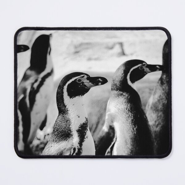 Item preview, Humboldt penguins on pebbles vertical black and white designed and sold by eddiebarronshop.