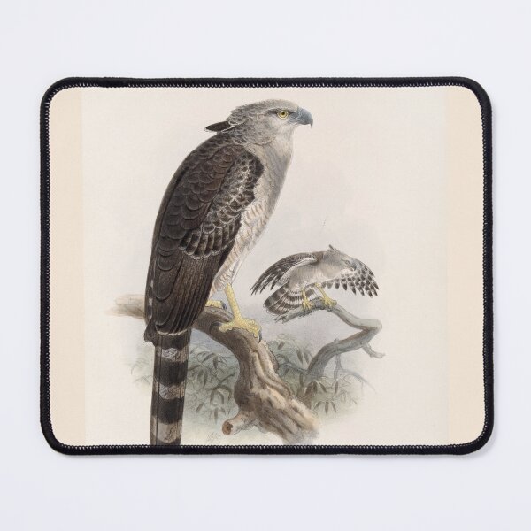 Item preview,  Vintage illustration of crested eagle, biology book designed and sold by Lacasadellora.