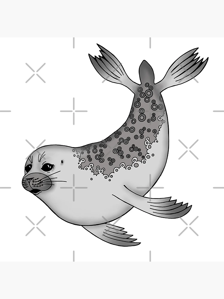 Foca anillada linda gordita gruesa Lámina rígida