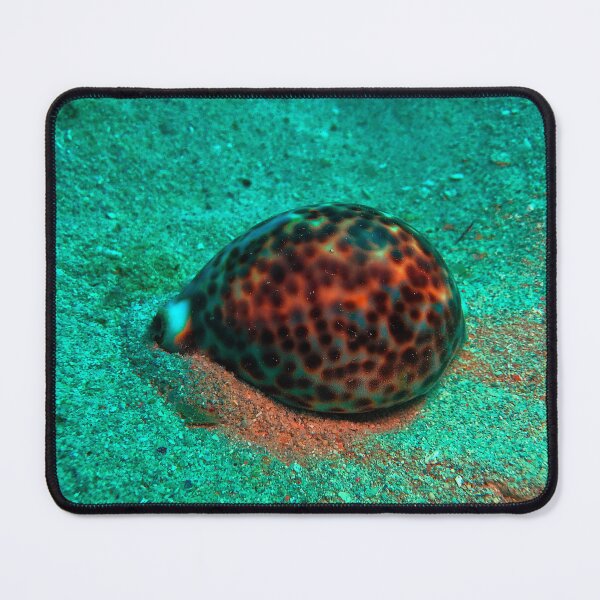Item preview, Tiger Cowrie Sea Snail designed and sold by likbatonboot.