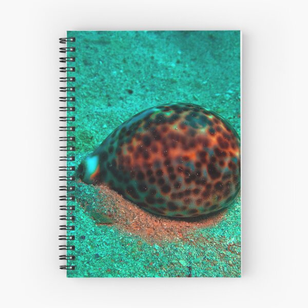 Item preview, Tiger Cowrie Sea Snail designed and sold by likbatonboot.