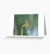 dragon Greeting Card