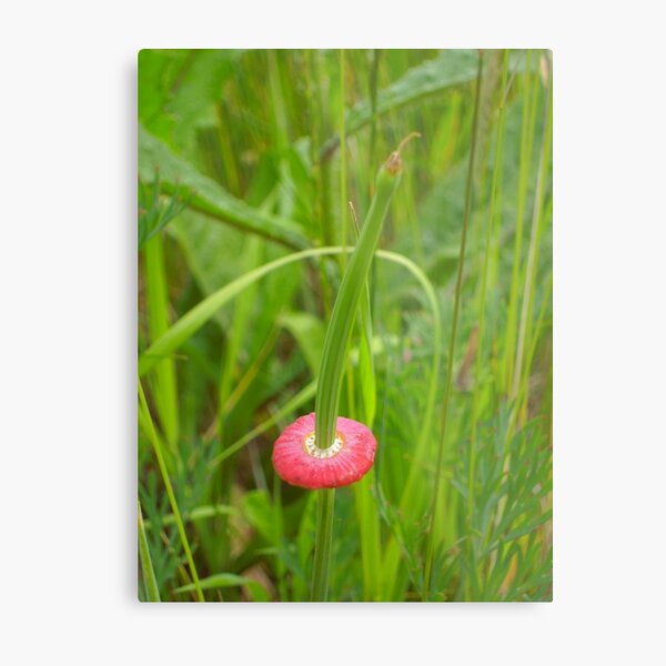 Item preview, It's Orange Poppy Season #1 designed and sold by Graham Geldard.