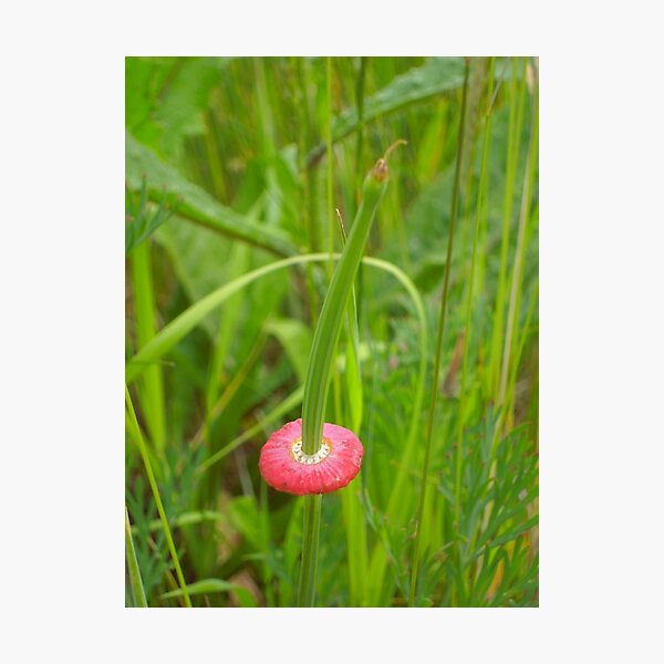 Item preview, It's Orange Poppy Season #1 designed and sold by Graham Geldard.