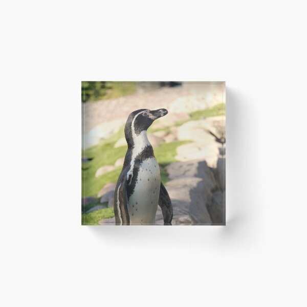Item preview, Waterside humboldt penguin vertical exploris designed and sold by eddiebarronshop.