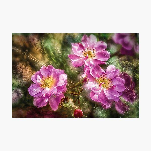 Rosenblüten und Lavendel Fotodruck