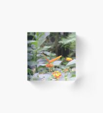 Pretty orange butterfly Acrylic Block