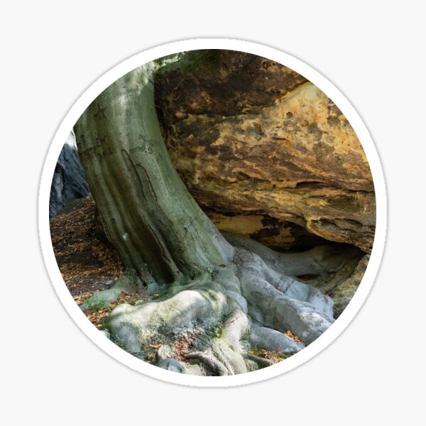 A tree, its strong root and sandstone 1 Sticker