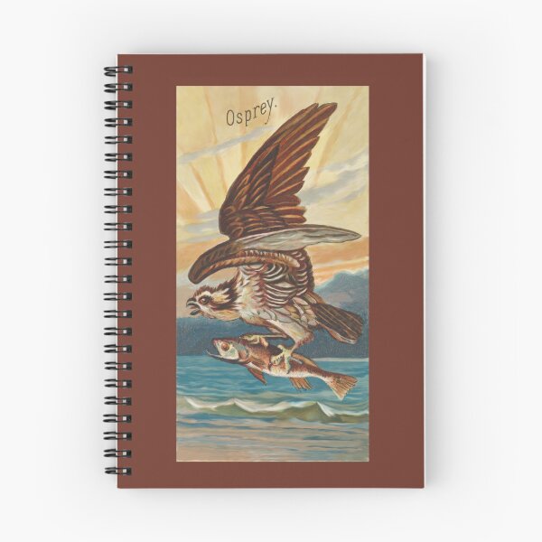Item preview, Osprey - Remastered Vintage Bird Art designed and sold by BirdFluffStuff.