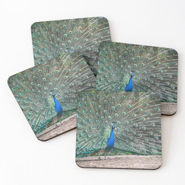 Item preview, Peacock in plumage designed and sold by thompsong03.