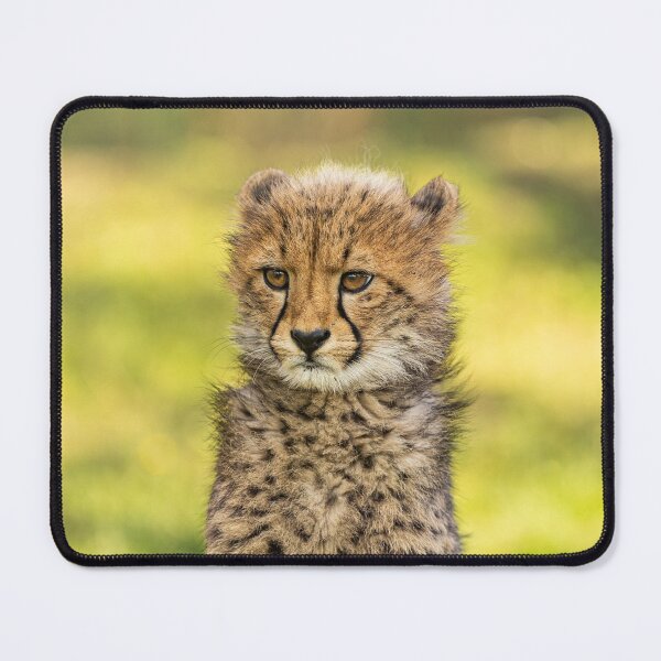 Item preview, Small cheetah, big designed and sold by thompsong03.