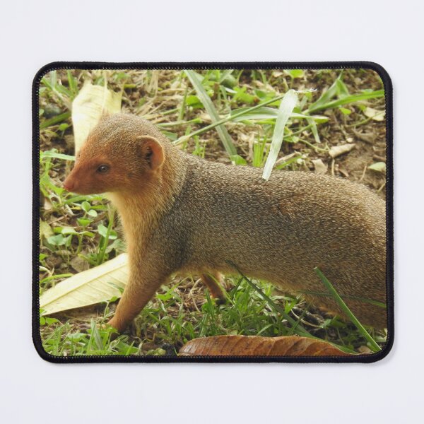 Item preview, Mongoose designed and sold by Faunagraphy360.