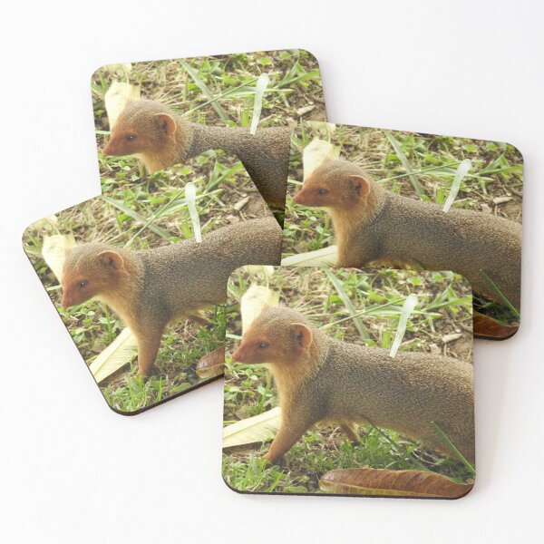 Item preview, Mongoose designed and sold by Faunagraphy360.