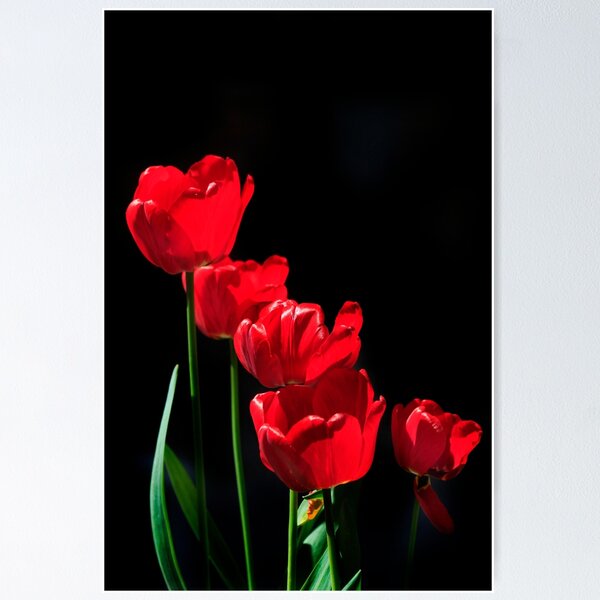 Vista previa del artículo con la obra «tulipanes rojos sobre fondo negro», diseñado y vendido por olena2552.