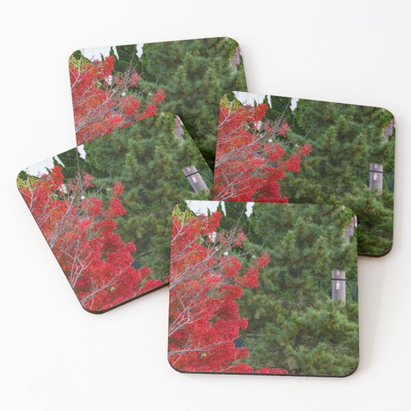 Item preview, Bright red mable leaves contrasting against deep green pine tree designed and sold by Shizenkai.