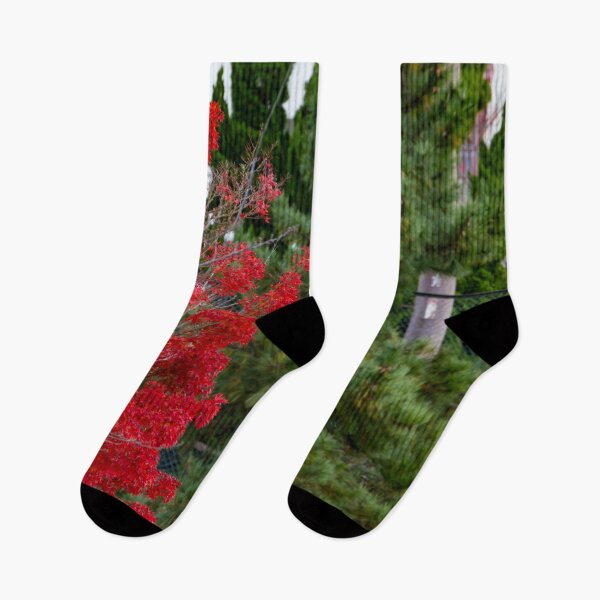Item preview, Bright red mable leaves contrasting against deep green pine tree designed and sold by Shizenkai.