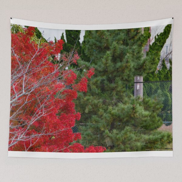 Item preview, Bright red mable leaves contrasting against deep green pine tree designed and sold by Shizenkai.