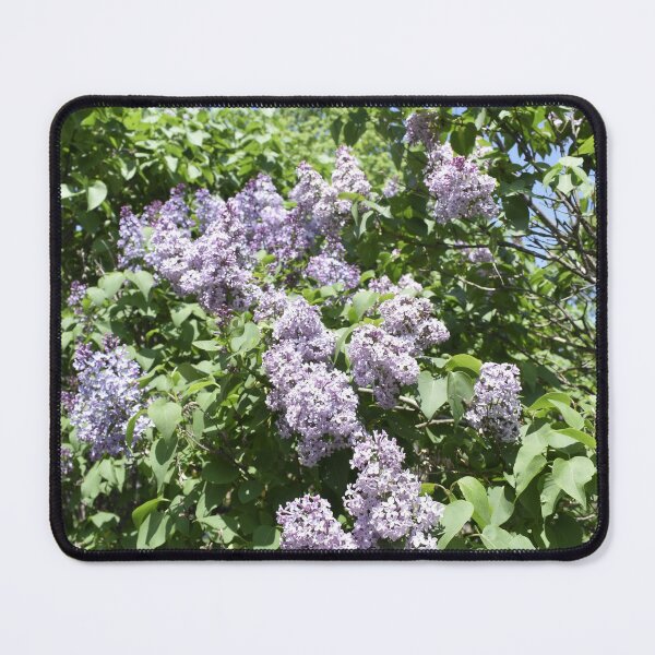 Item preview, Lilacs in Bloom designed and sold by Kathleen Brant.