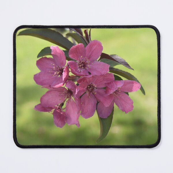 Item preview, Crabapple Blossoms designed and sold by Kathleen Brant.