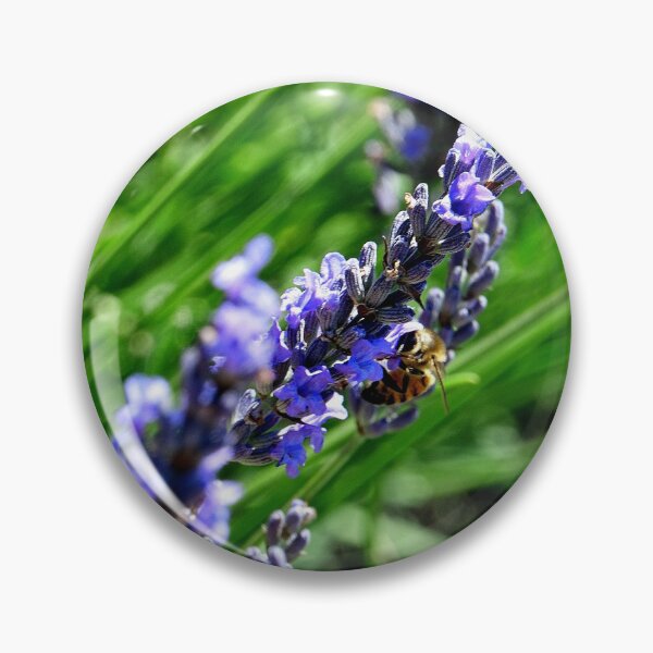 Artikelvorschau, Bienen auf Nahrungssuche auf Lavendel in der Drôme Provençale in Frankreich entworfen und verkauft von franck380.