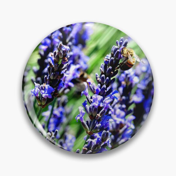 Artikelvorschau, Bienen auf Nahrungssuche auf Lavendel in der Drôme Provençale in Frankreich entworfen und verkauft von franck380.