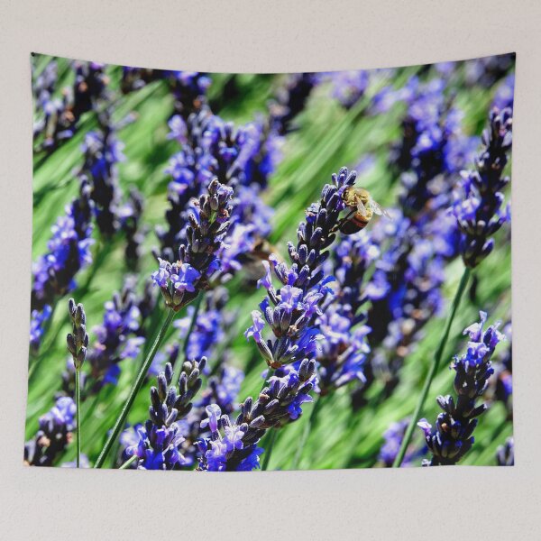 Artikelvorschau, Bienen auf Nahrungssuche auf Lavendel in der Drôme Provençale in Frankreich entworfen und verkauft von franck380.