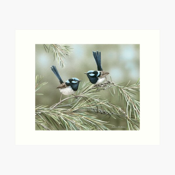 Item preview, The Gentlemen's Club (Superb Fairy-wrens) designed and sold by Frances McMahon Watercolour Bird Artist.