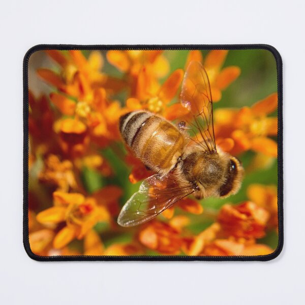 Item preview, Honeybee on orange asclepias flowers designed and sold by Katrina Valuyeva.