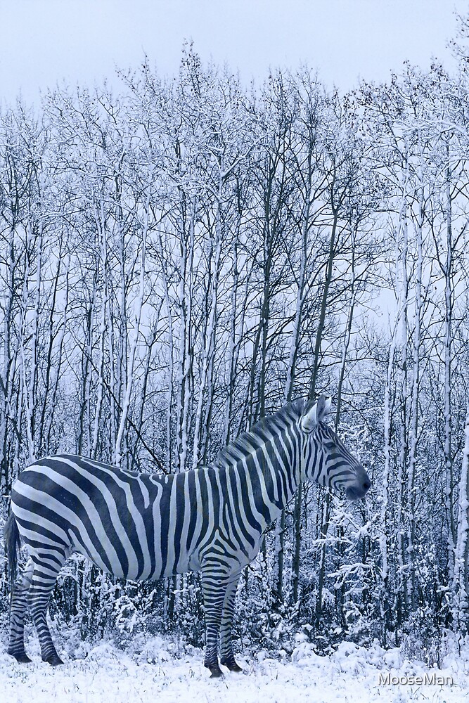 "Zebra's winter camouflage" by MooseMan Redbubble