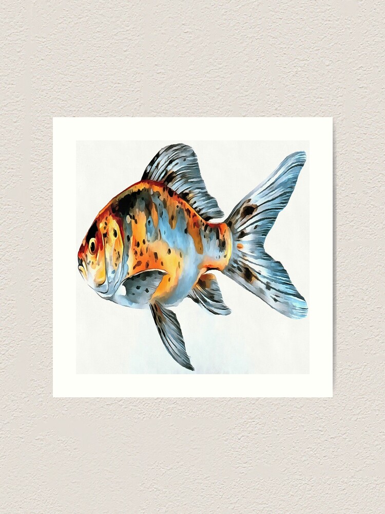 Impression Artistique Art De Poisson Rouge Shubunkin Bleu Et Orange Par Taiche Redbubble