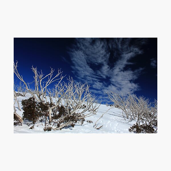 Item preview, Mt Hotham trees designed and sold by Charles Kosina.
