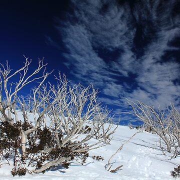 Artwork thumbnail, Mt Hotham trees by Charles Kosina
